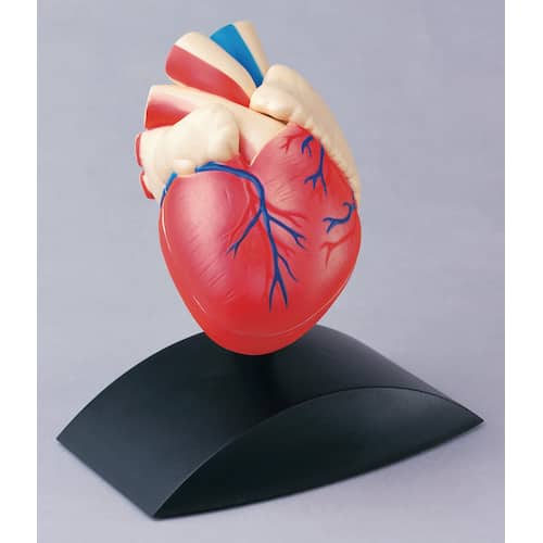 EDU-TOYS Anatomisk model Hjärta 1:1