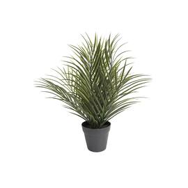 Balkongpalme  H66cm produktbilde