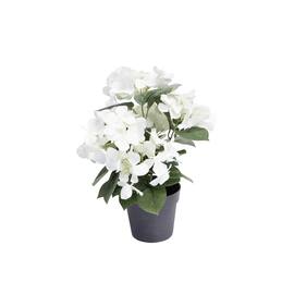 Hortensia  i potte hvit produktbilde