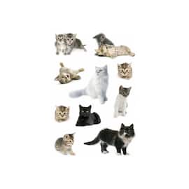 Etikett HERMA foto katter produktbilde