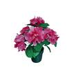 Hortensia  i potte rosa. produktbilde